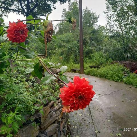 看雨。听雨。（两篇）