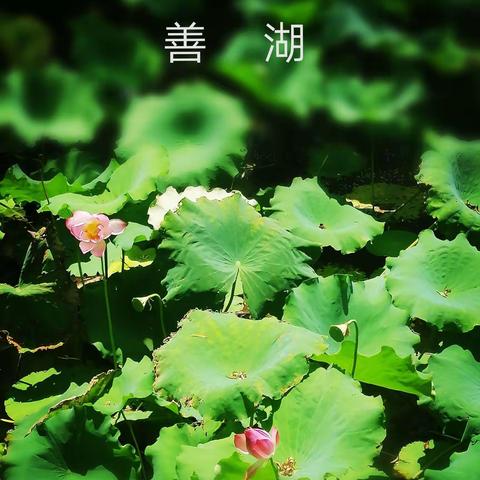 守望善湖  静待花开