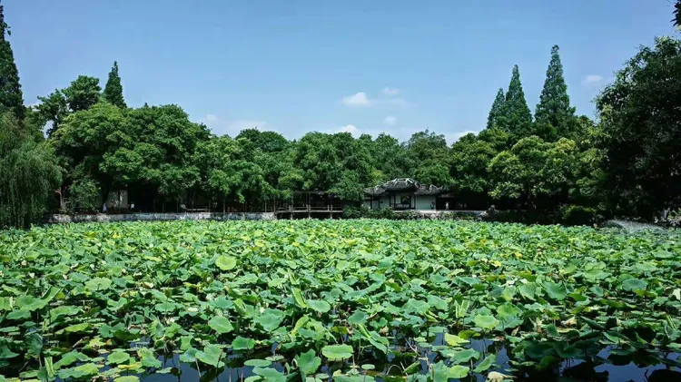 精品荷花苗批发