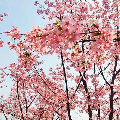 春游问花村