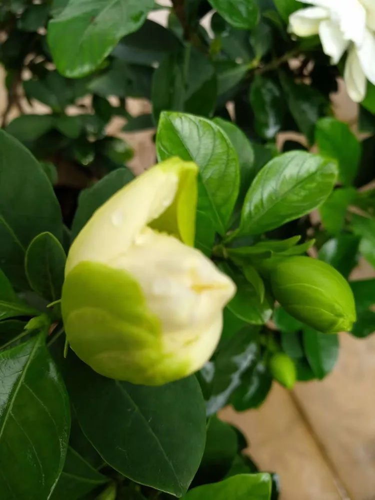 桅子花开的思念