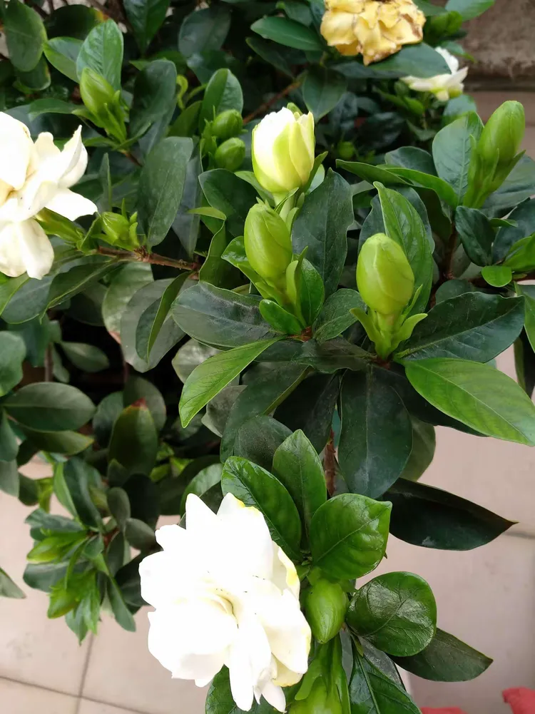 桅子花开的思念