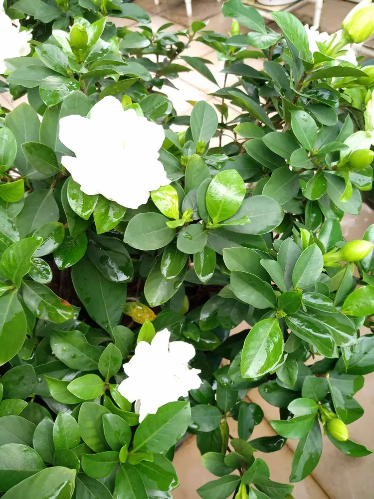 桅子花开的思念