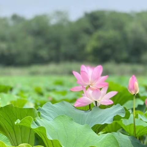 炎炎夏日大走访 贴心慰问佑安康