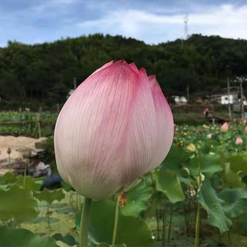 为荷而去一一一一霞坪