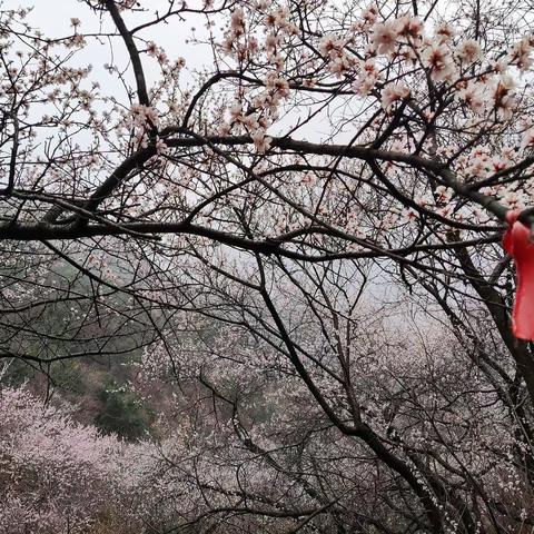徒步纪行（九）行走在春天里