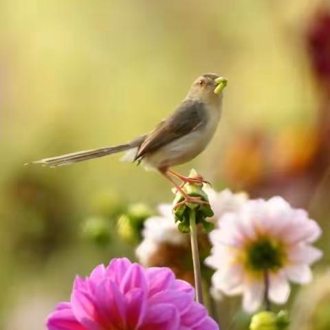 在大丽花上一指长的鹪莺也漂亮