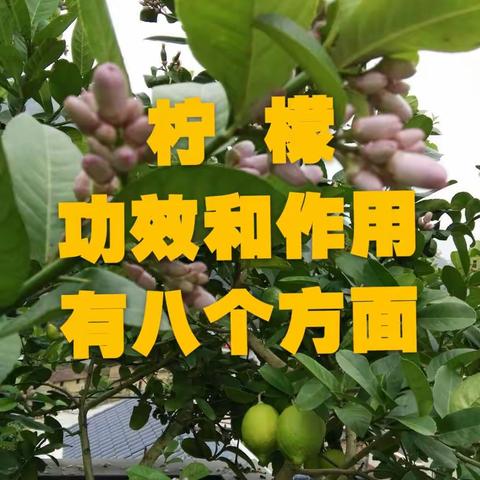 柠檬功效和作用
