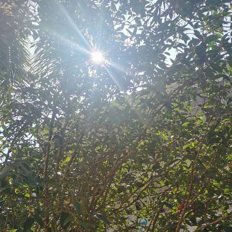 晨曦 鸟语 花香