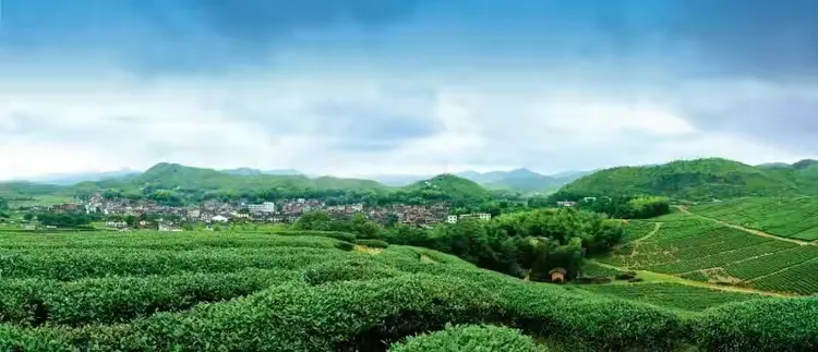 2020年全国各地脐橙价格行情