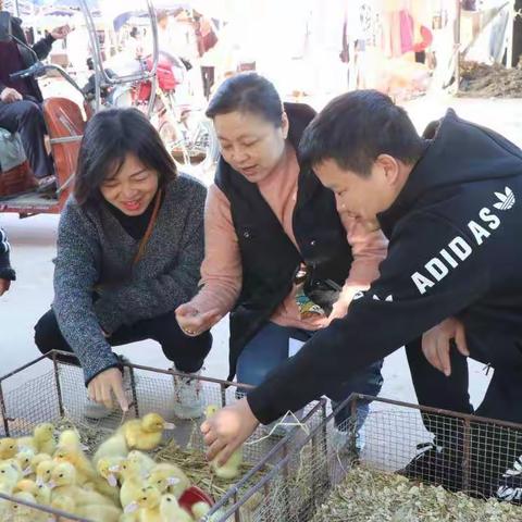 赠送鸡苗鸭苗，助力扶贫暖民心