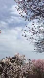 遗世独立  大山深处的那一片花海