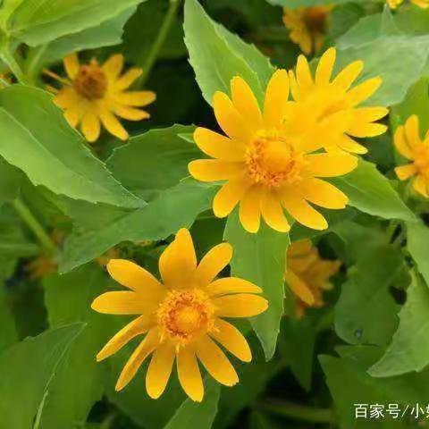 一份耕耘一份收获——罗城小学低段期中考试总结