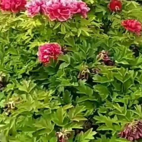 闲游南通博物苑