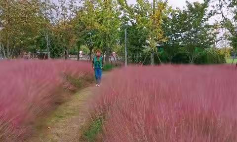 又见秋红·粉黛子草