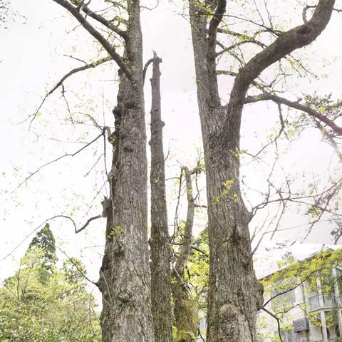 庐山7日康养之旅～（下）