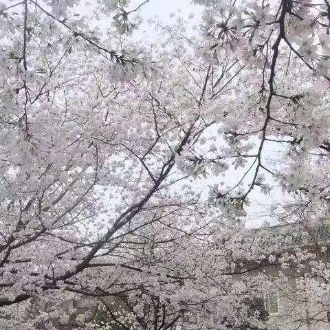 《在春风拂面的陶醉中，看樱花飞雪》