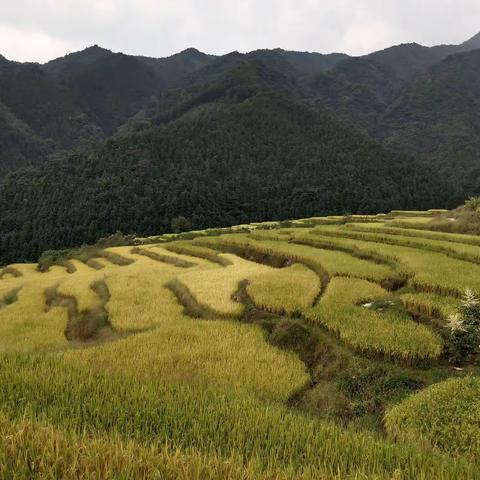 黑山梯田