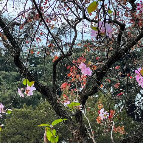 春花不耐秋寂寞，无论乾坤乱癫狂