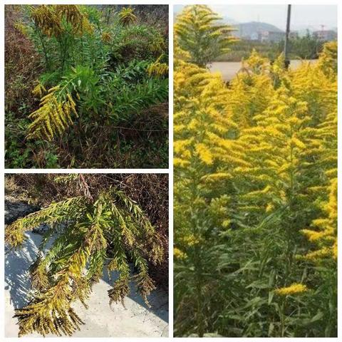 加拿大一支黄花消灭记