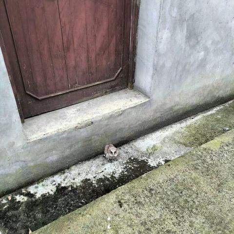 小猫头鹰走失，网格员帮忙