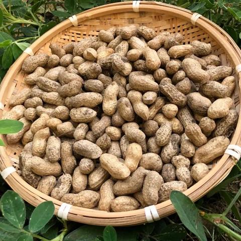 秋日美食之花生乐