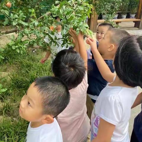 生活化单元主题活动—蒜苗变身记