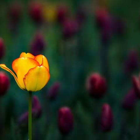 花开季节 弥漫芬芳