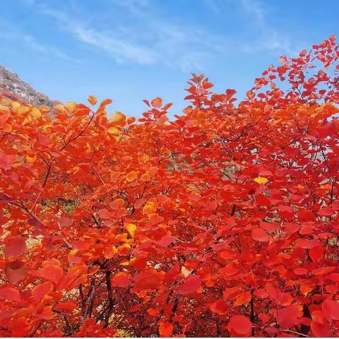 【人间最美十月天，共谱教研新诗篇】——沙河市册井学区十月份教研活动实录