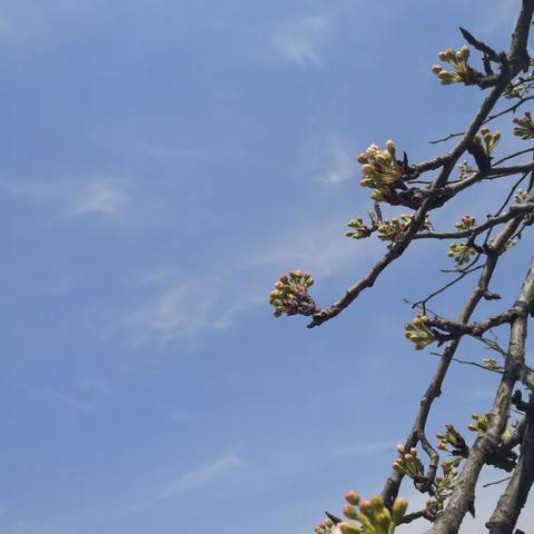 大美孙店火张营