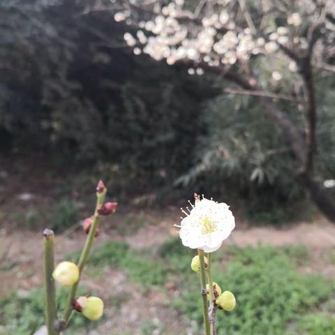 惊蛰中专随手拍