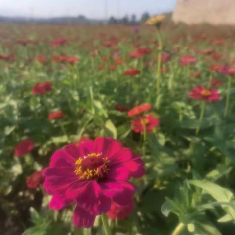 文惠山庄花如海