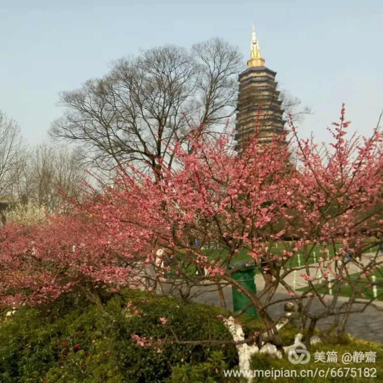 走进红梅阁