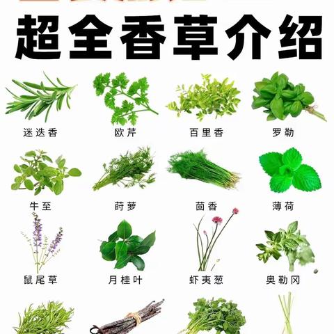 常见的香料香草介绍