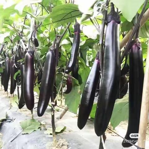 茄子吵架啦🍆