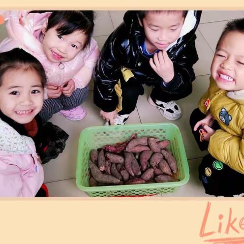 “薯”你最棒——红薯乐翻天～中班