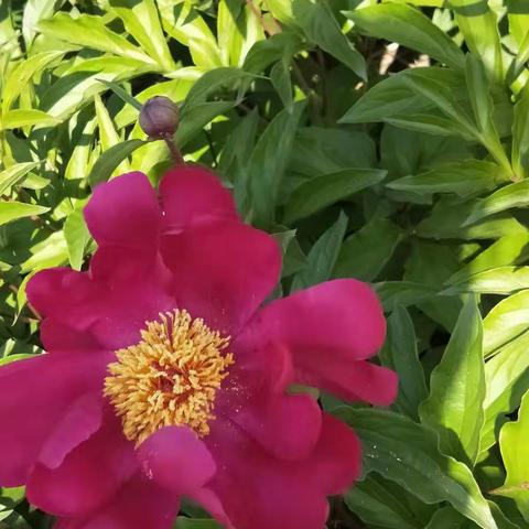 晨露夕阳的美篇