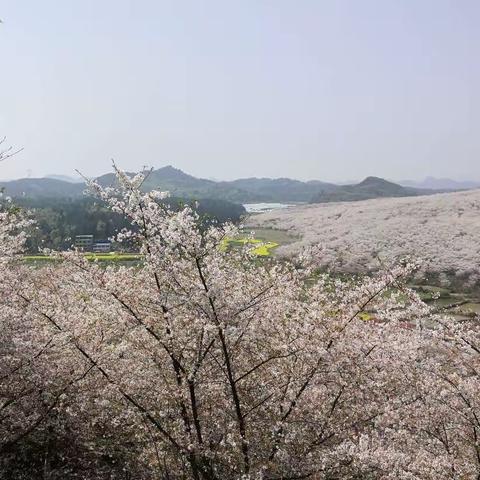 樱花烂漫    花海芬芳🌸