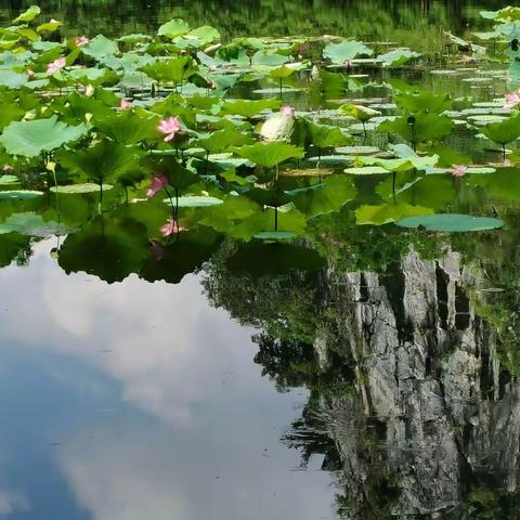 花池又绿怜香伴