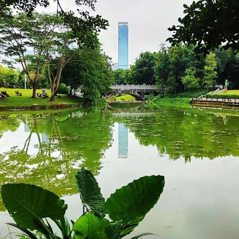 青崖白鹿《深圳中心公园随拍》