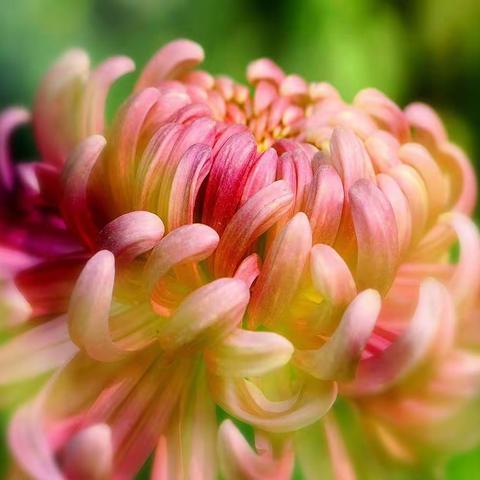 青崖白鹿《深圳东湖菊展随拍》(1)