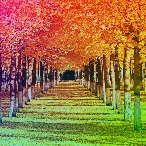 青崖白鹿《校园四秀》