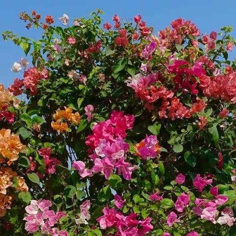 青崖白鹿《深圳簕杜鹃展随拍》(1)