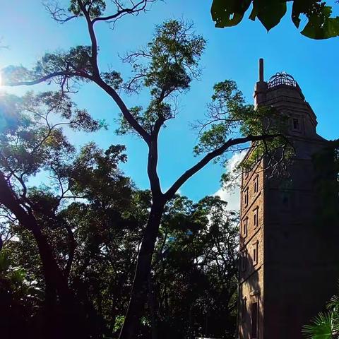 青崖白鹿《深圳烟墩山随拍》