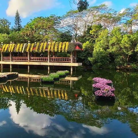 青崖白鹿《深圳东湖菊展随拍》(2)