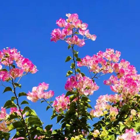 青崖白鹿《深圳簕杜鹃展随拍》(2)