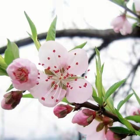 美术二班第9课时《桃花朵朵开》