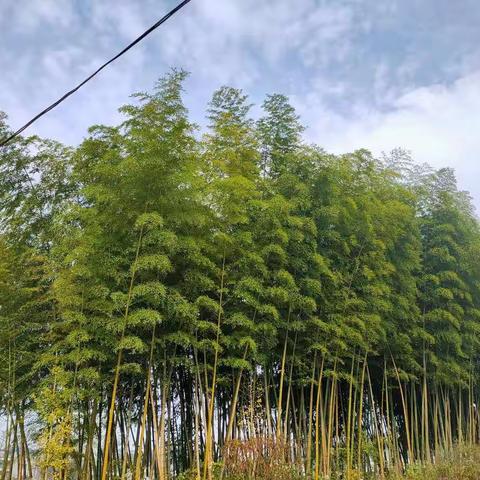 知行合一育桃李——农忙（三）