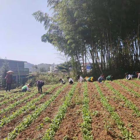 “开展特色校本课程                            体验农耕文化魅力”——段家学校“农忙”课程