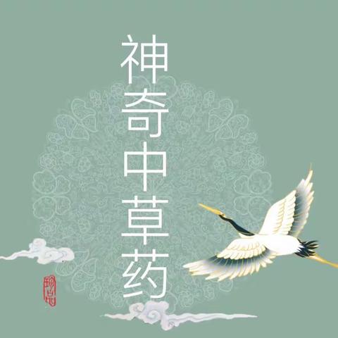 【青机幼翡翠湾园区】大一班班本课程推送——神奇中草药